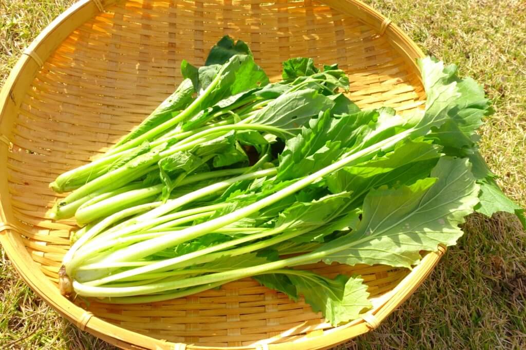 からし菜