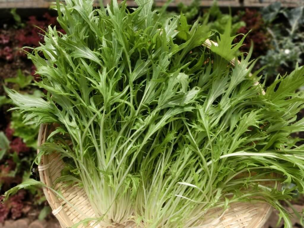 「大寒」旬の野菜