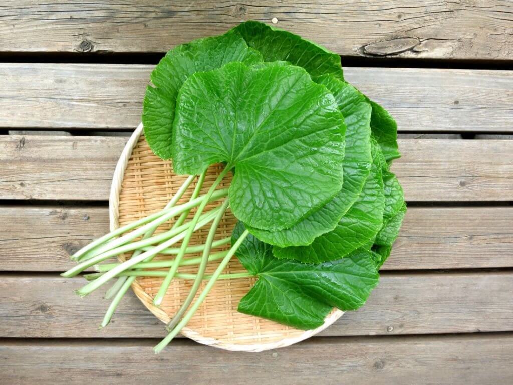 菜虫化蝶　旬の野菜