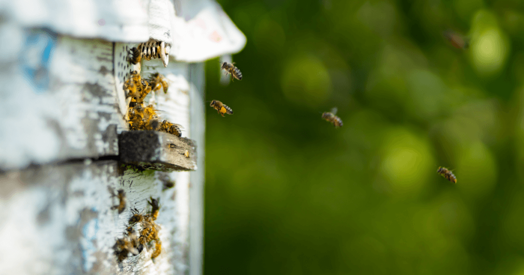 自宅養蜂